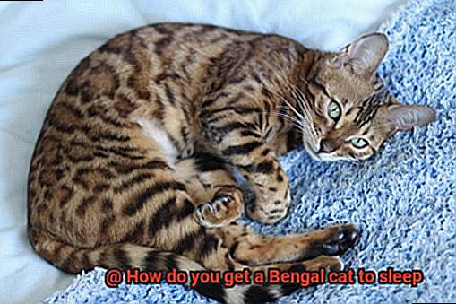 How do you get a Bengal cat to sleep-5