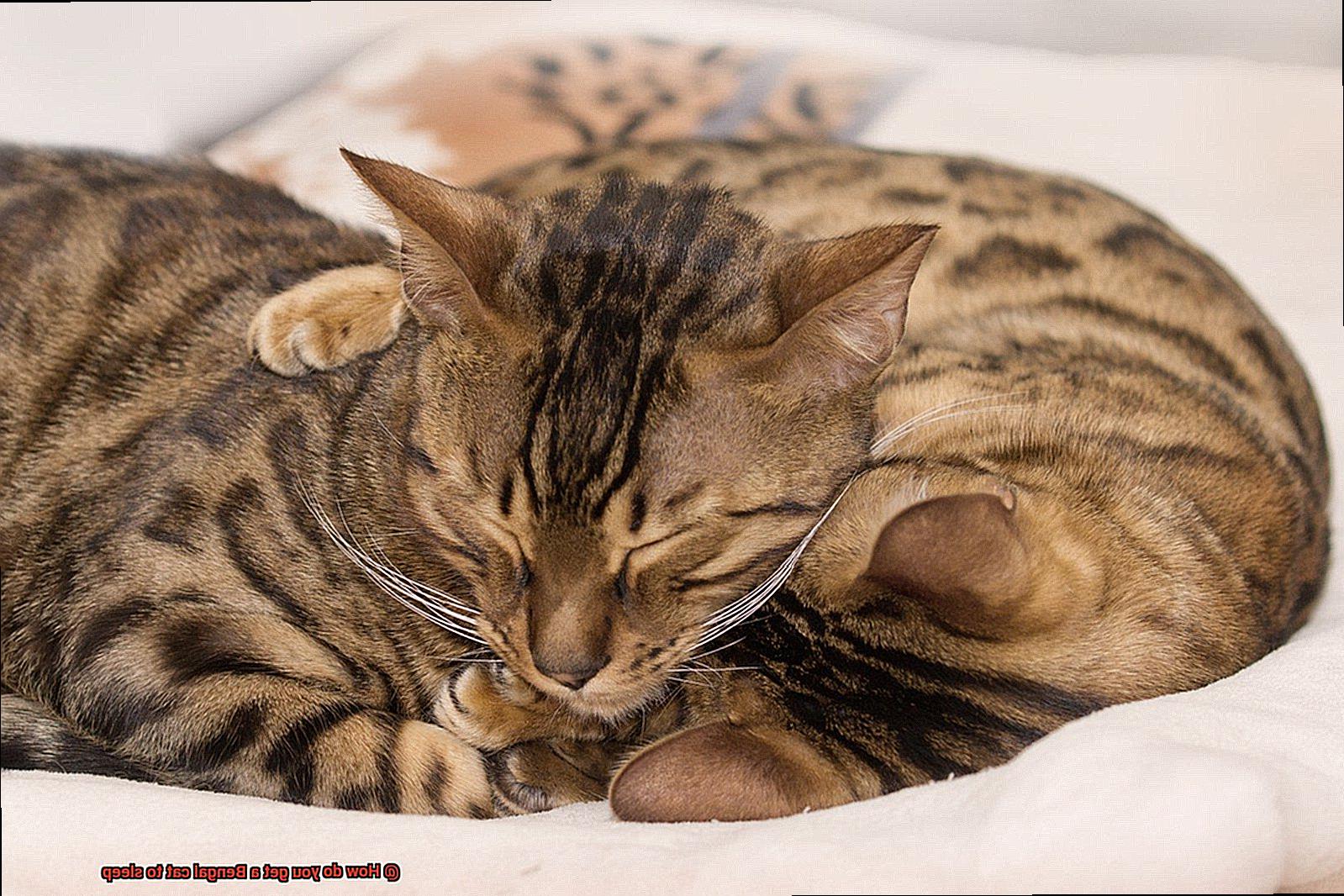 How do you get a Bengal cat to sleep-3