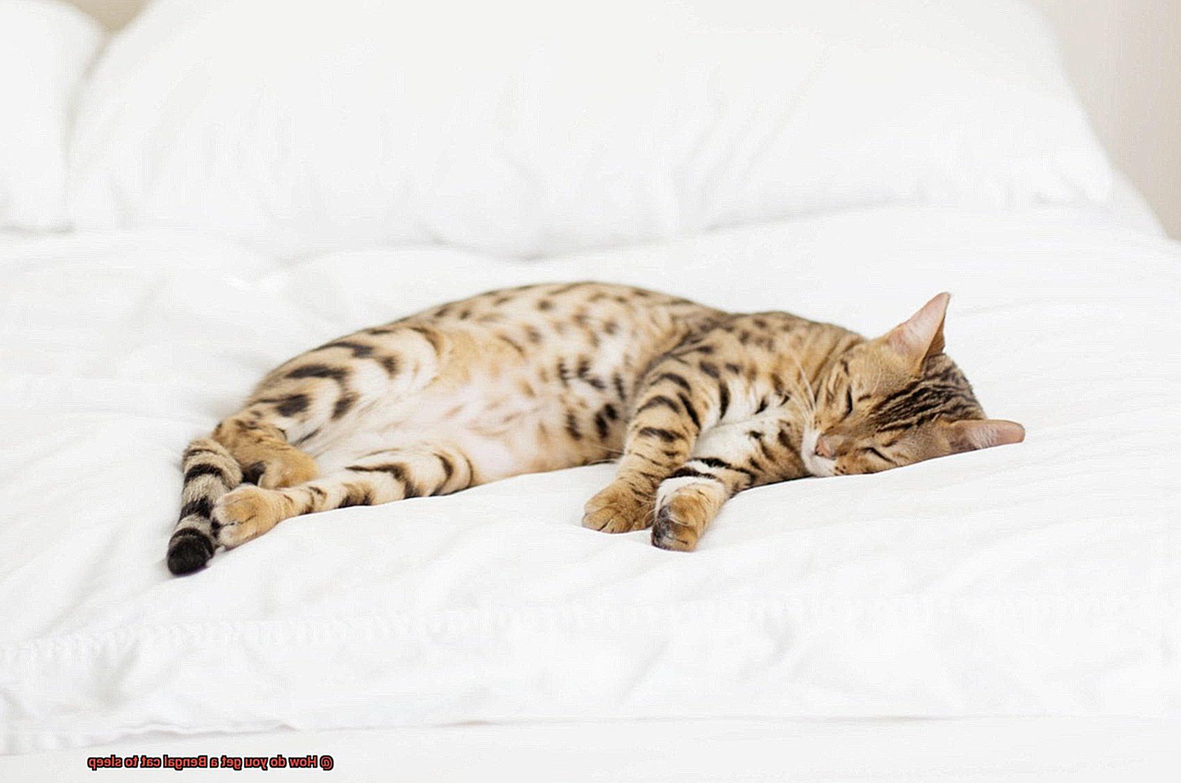 How do you get a Bengal cat to sleep-4