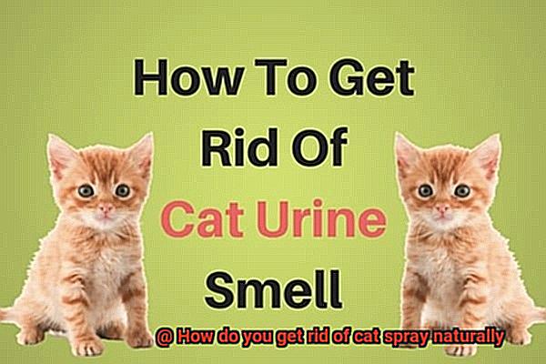 How do you get rid of cat spray naturally-5