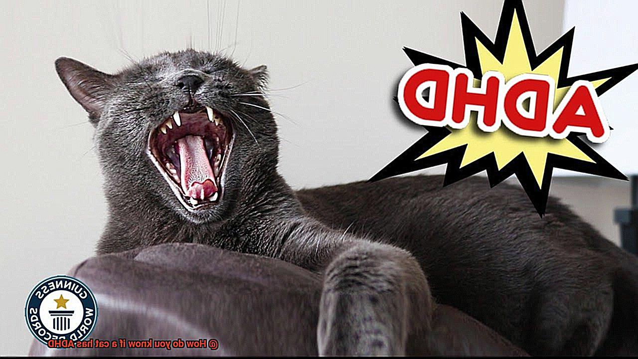 How do you know if a cat has ADHD-4