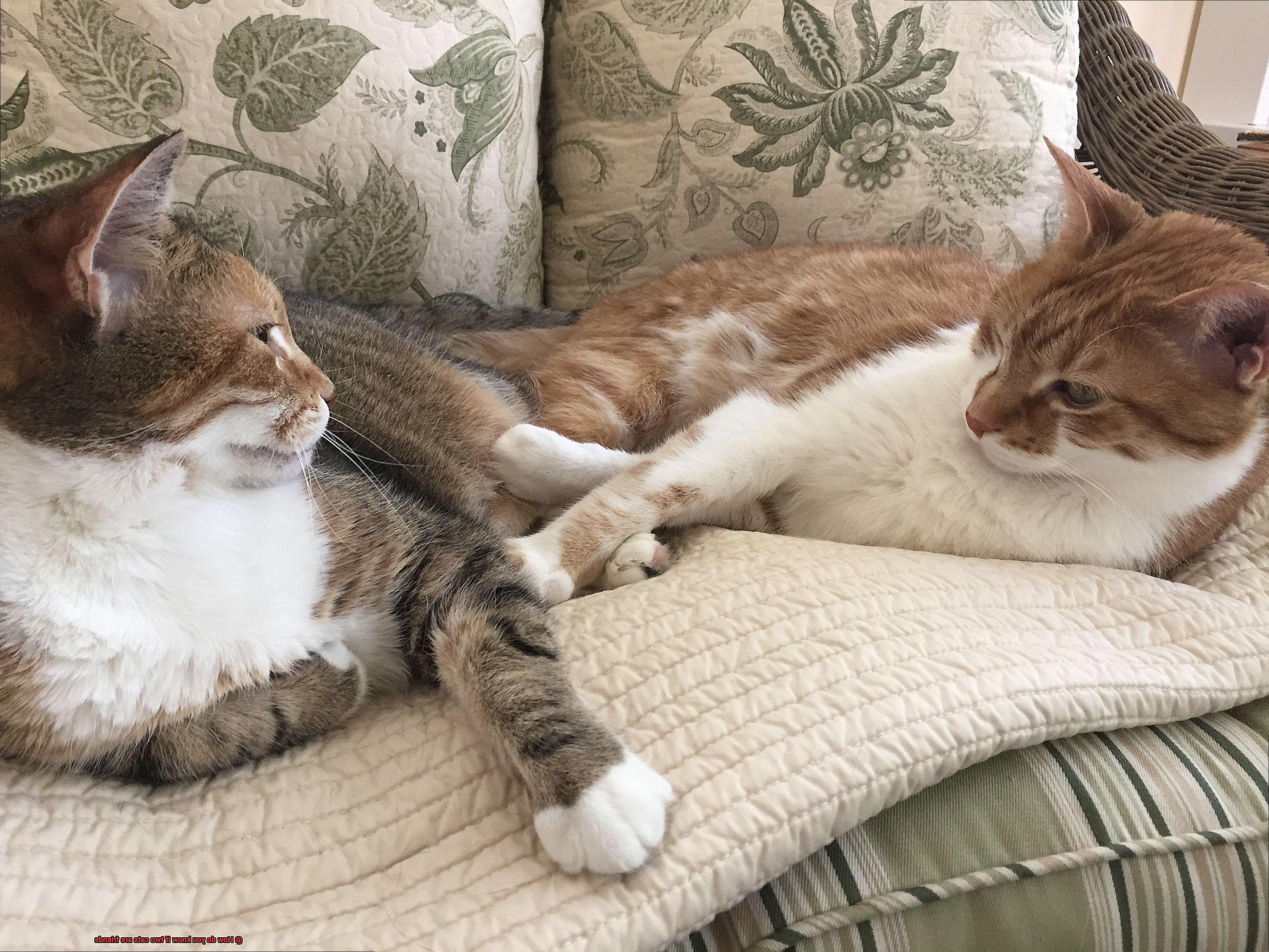 How do you know if two cats are friends-3