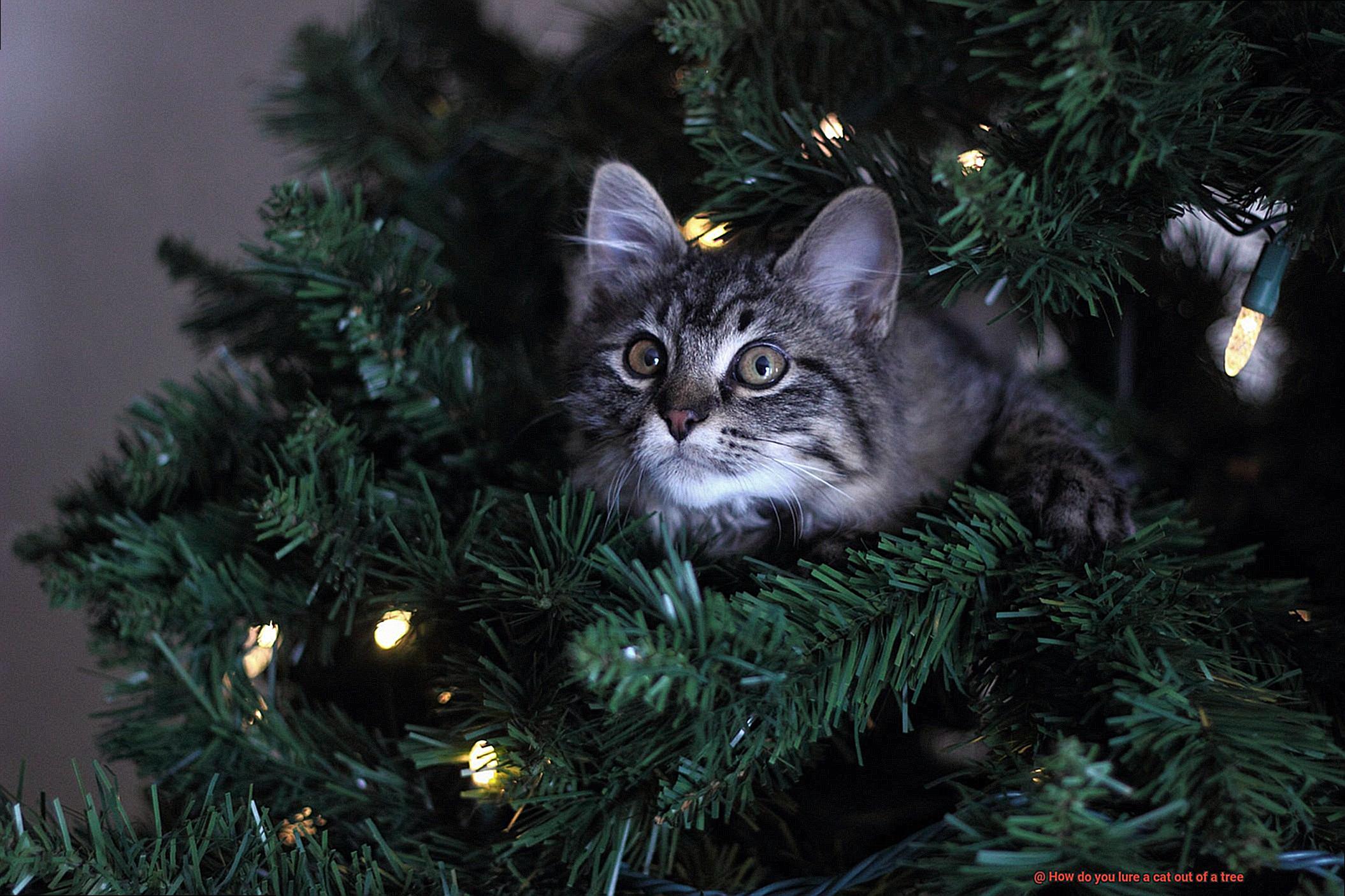 How do you lure a cat out of a tree-2