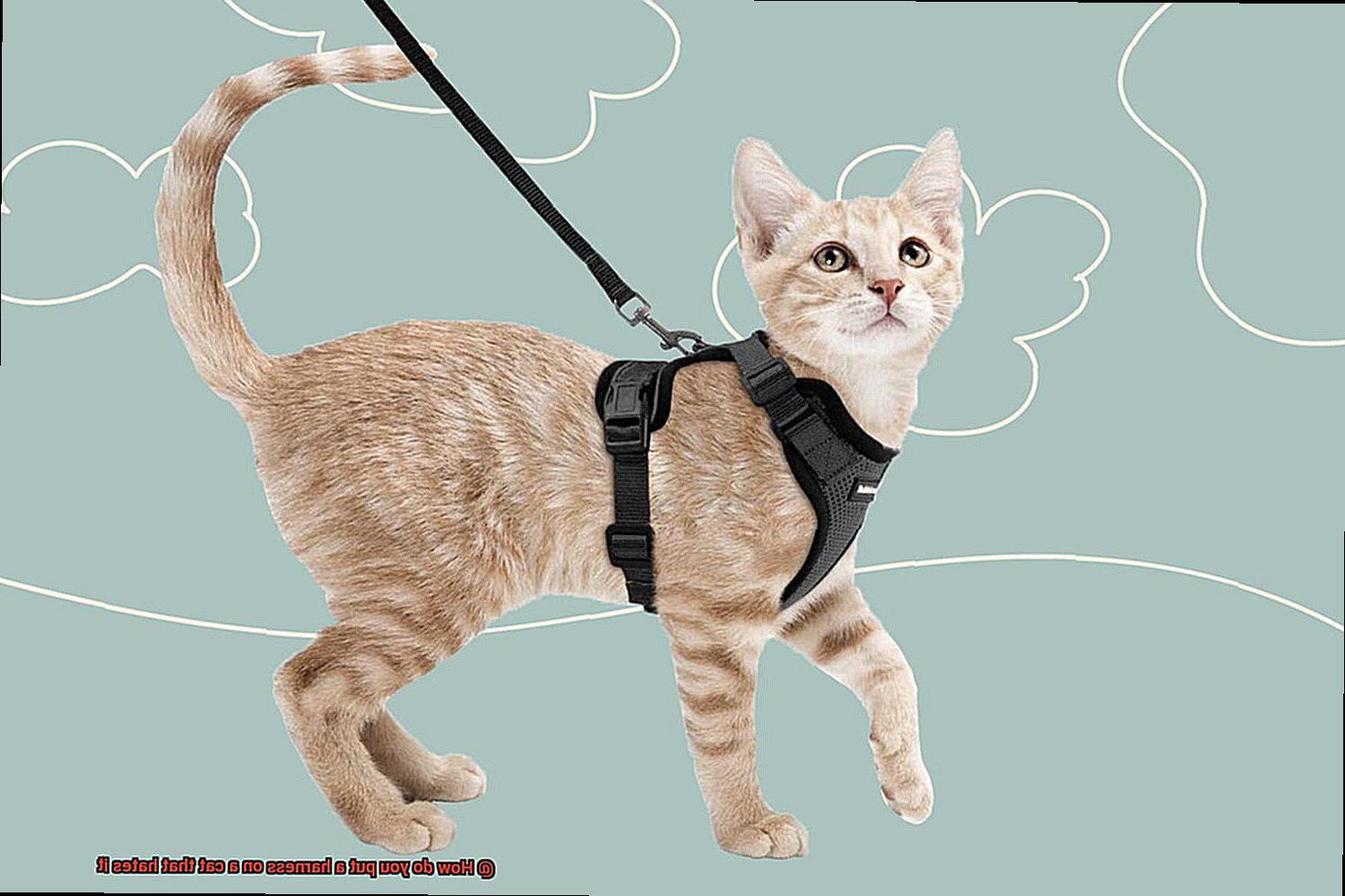 How do you put a harness on a cat that hates it-5