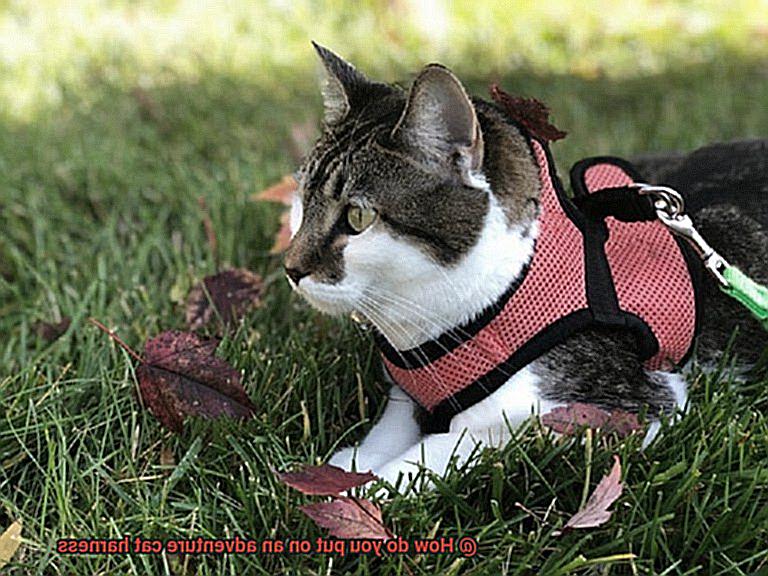 How do you put on an adventure cat harness-3