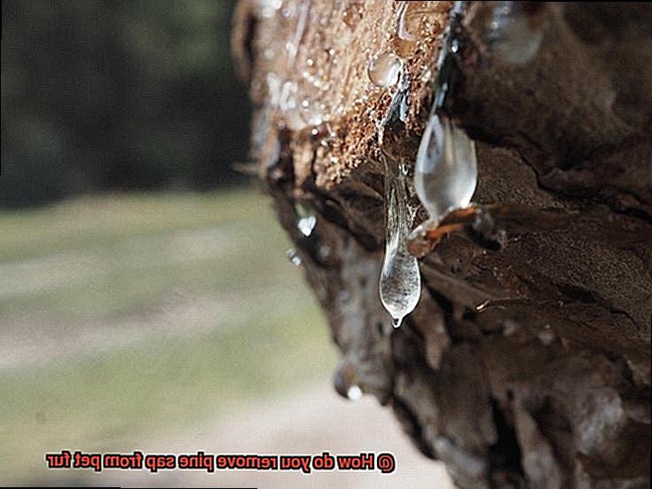How do you remove pine sap from pet fur-3