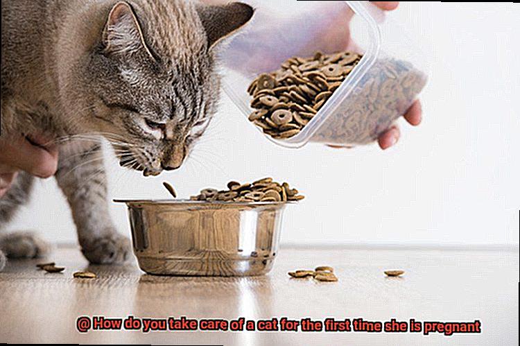 How do you take care of a cat for the first time she is pregnant-2