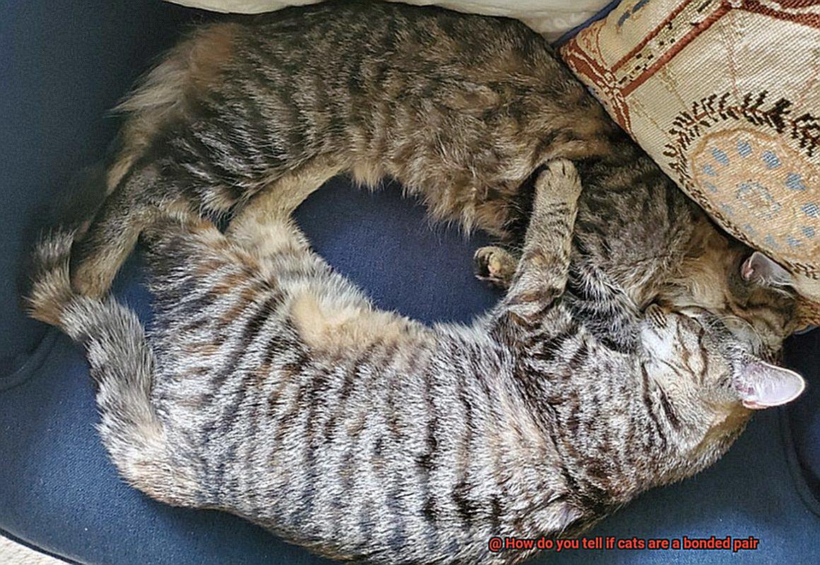 How do you tell if cats are a bonded pair-2