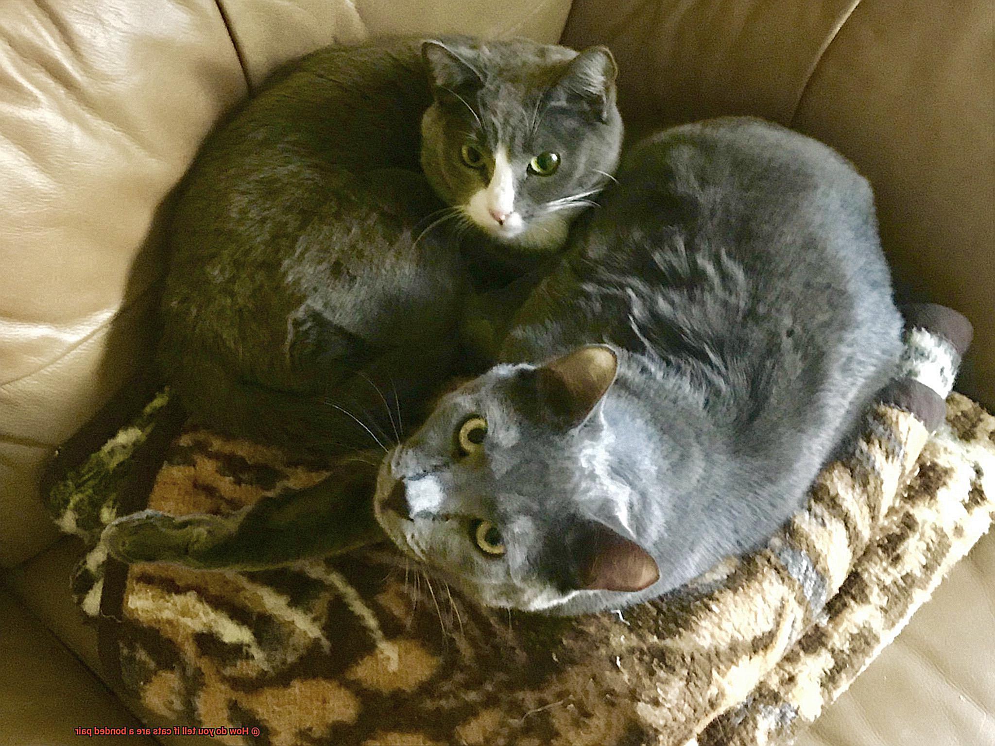 How do you tell if cats are a bonded pair-3