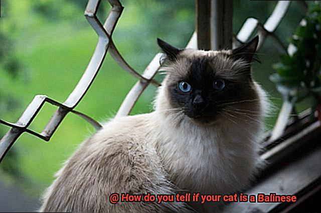 How do you tell if your cat is a Balinese-5