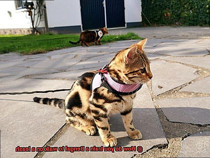 How do you train a Bengal to walk on a leash-4