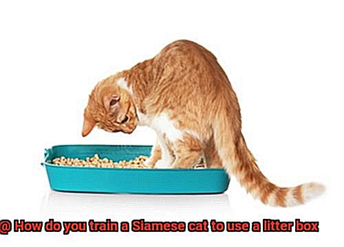 How do you train a Siamese cat to use a litter box-3