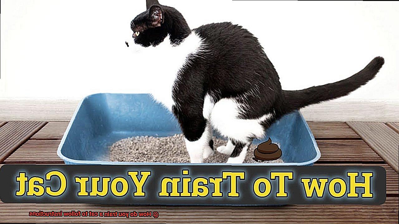 How do you train a cat to follow instructions-4