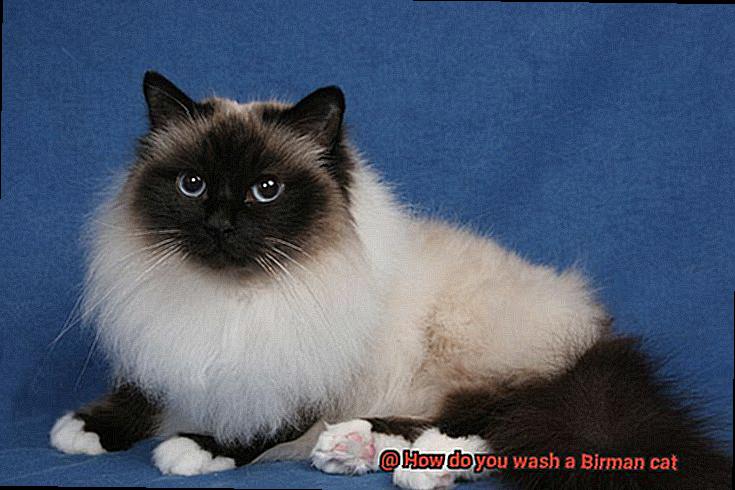 How do you wash a Birman cat-5