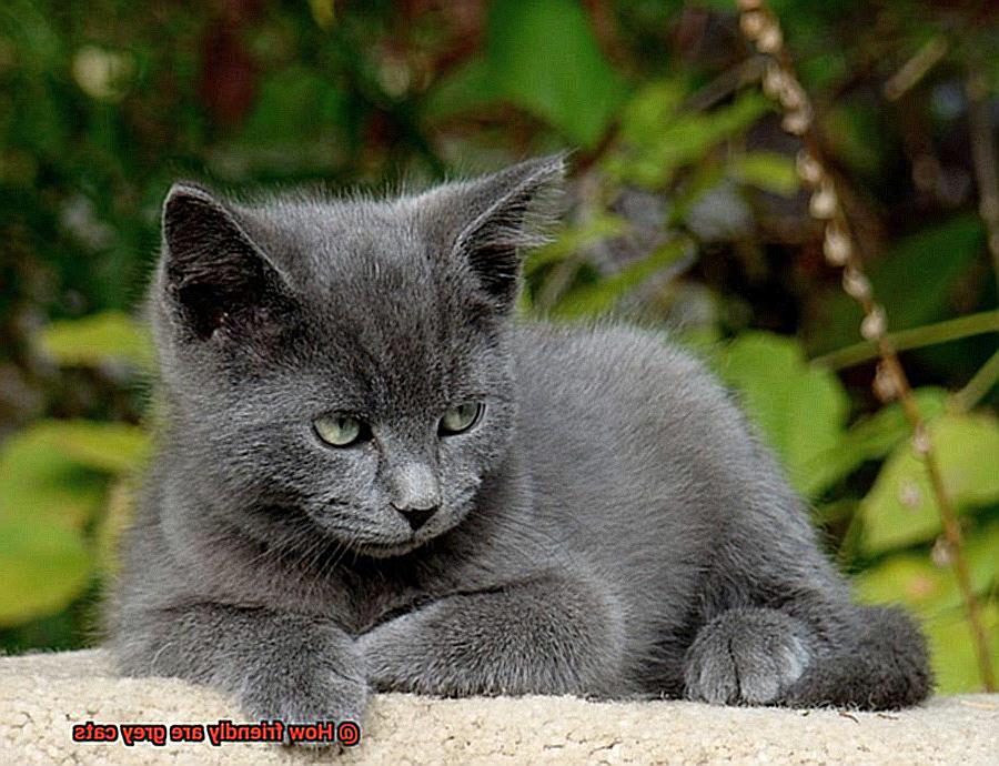 How friendly are grey cats-2
