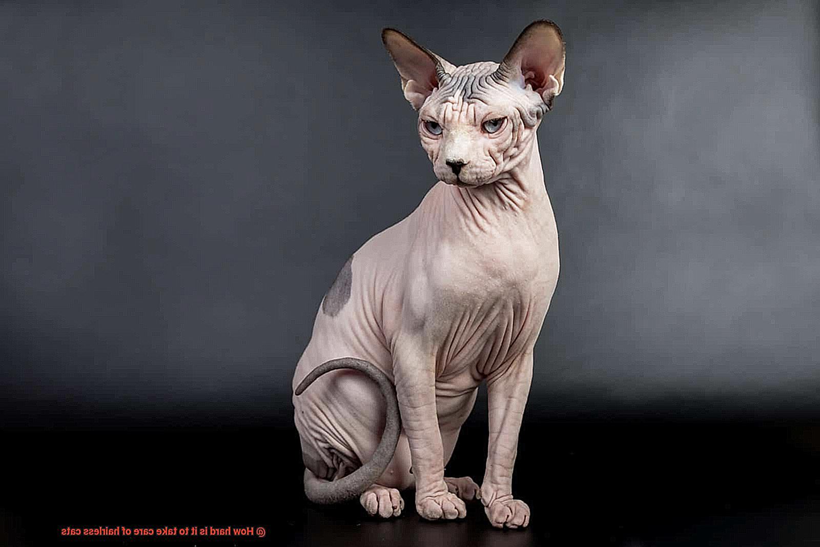 How hard is it to take care of hairless cats-2
