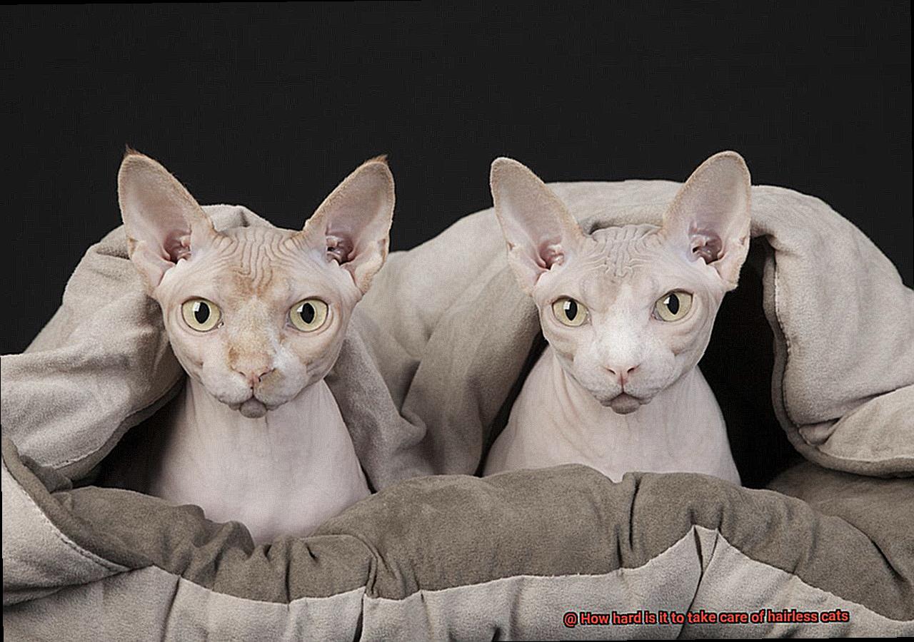 How hard is it to take care of hairless cats-3