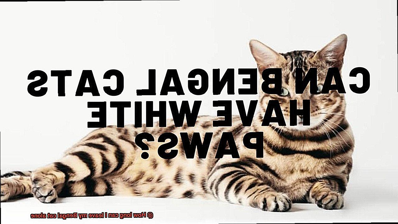 How long can I leave my Bengal cat alone-2