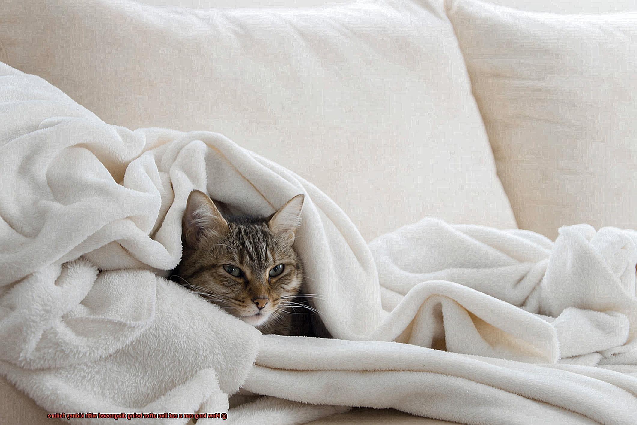 How long can a cat live after being diagnosed with kidney failure-4