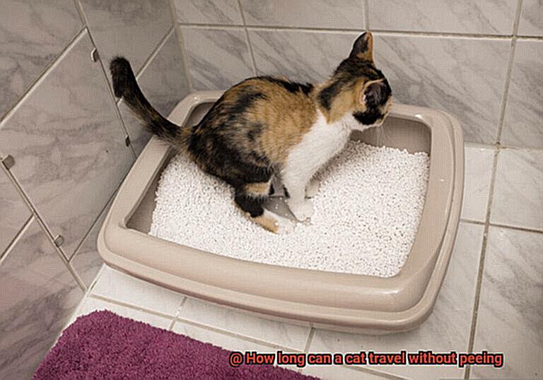 How long can a cat travel without peeing-5