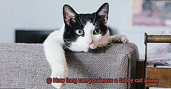 How long can you leave a tabby cat alone-4
