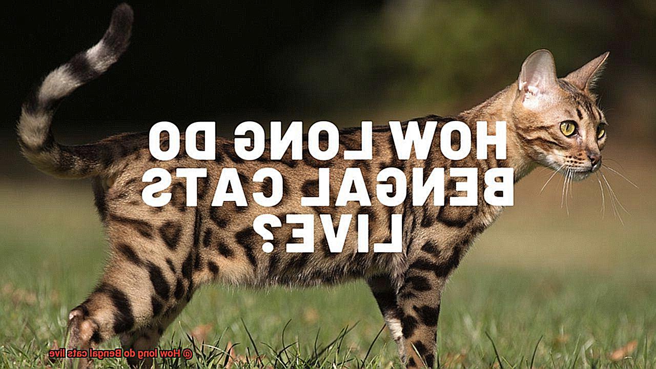 How long do Bengal cats live-4