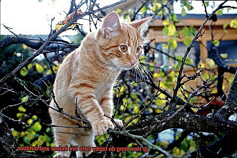 How long do tabby cats live indoor and outdoor-3