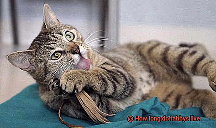 How long do tabbys live-3