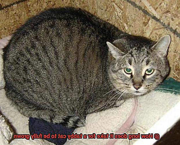 How long does it take for a tabby cat to be fully grown-4