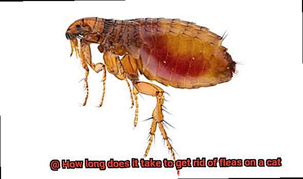How long does it take to get rid of fleas on a cat-4
