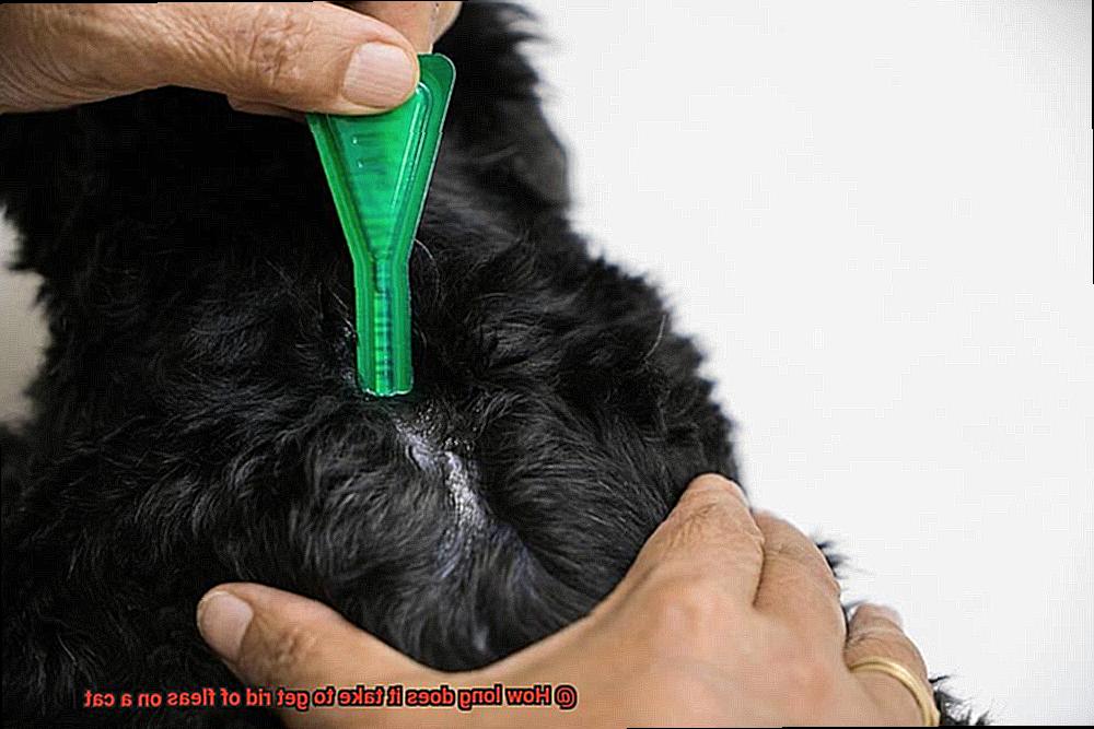 How long does it take to get rid of fleas on a cat-5