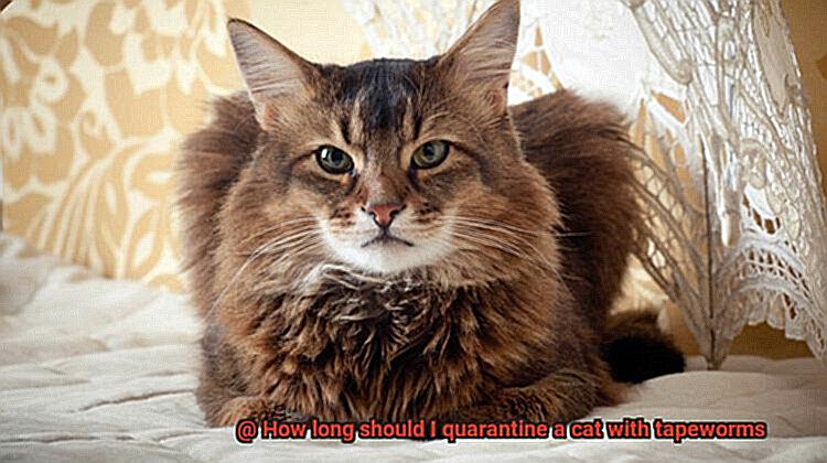 How long should I quarantine a cat with tapeworms-2