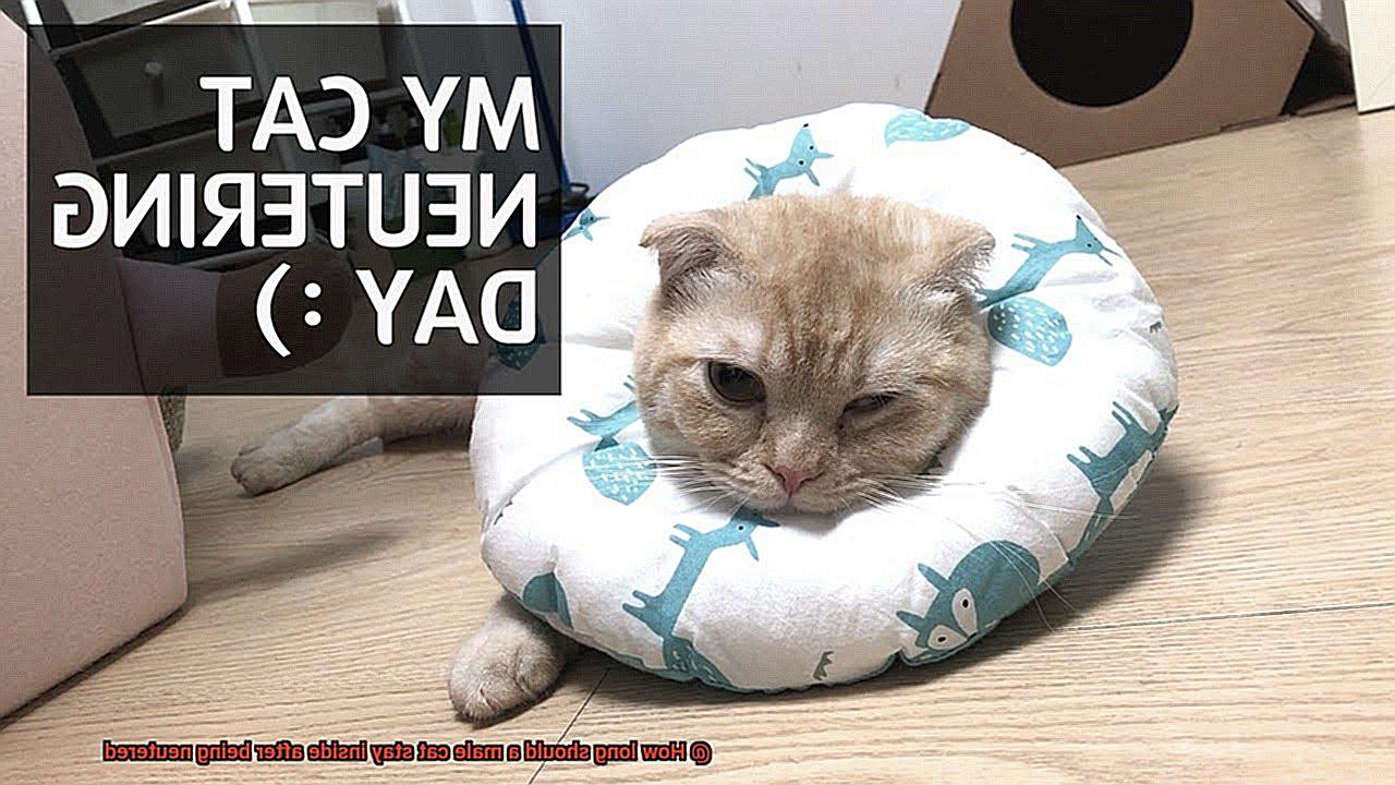 How long should a male cat stay inside after being neutered-2