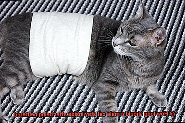 How long should a male cat stay inside after being neutered-3