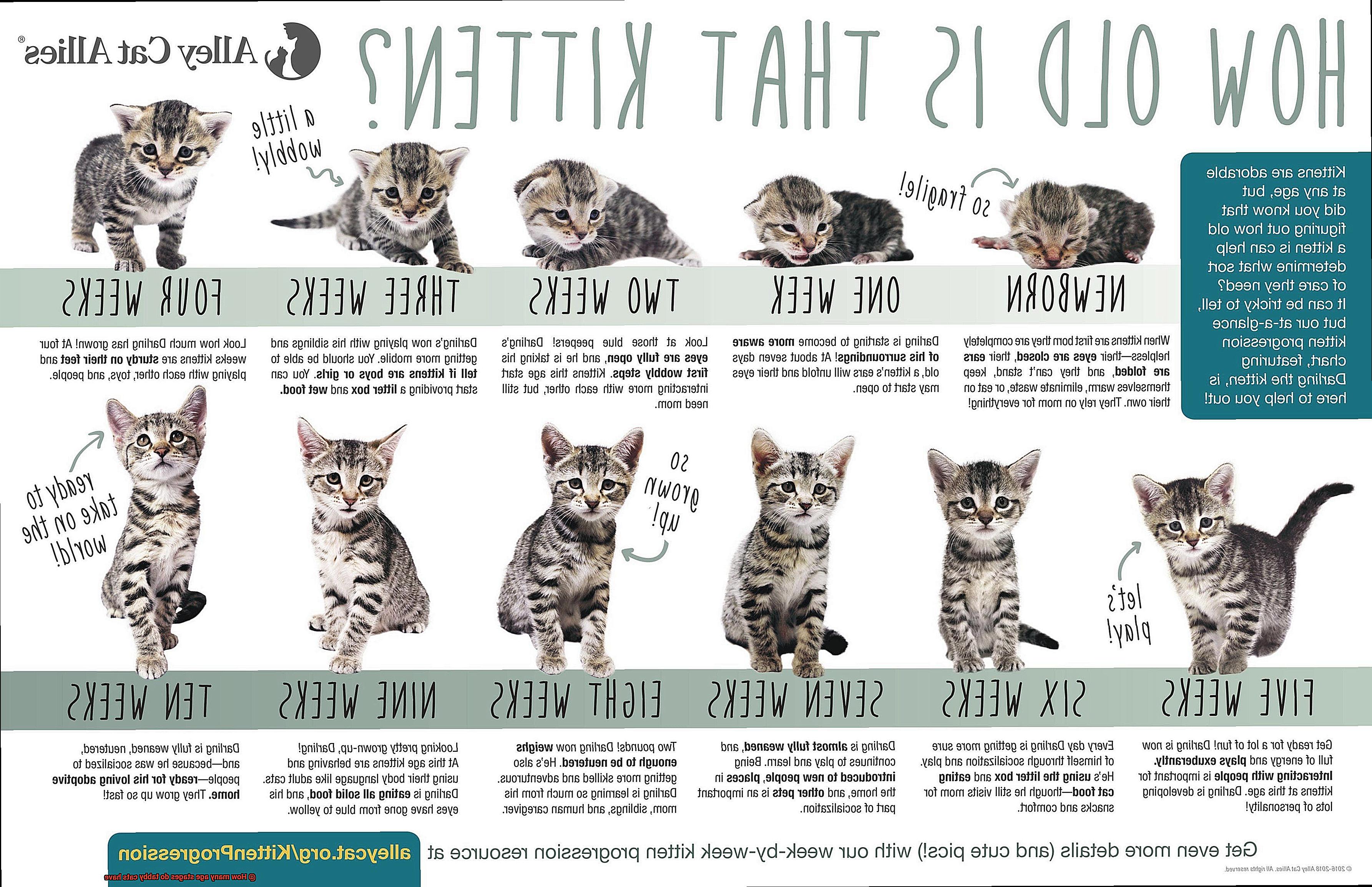 How many age stages do tabby cats have-3