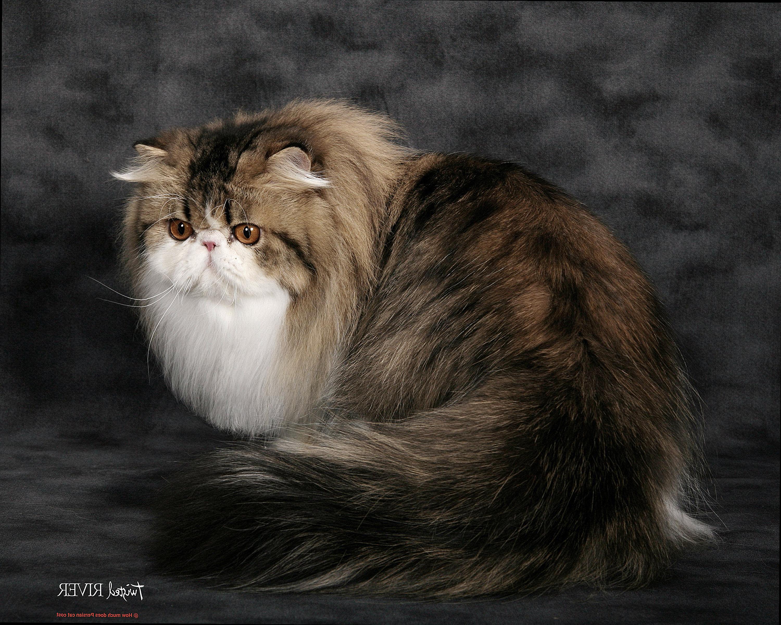 How much does Persian cat cost-2