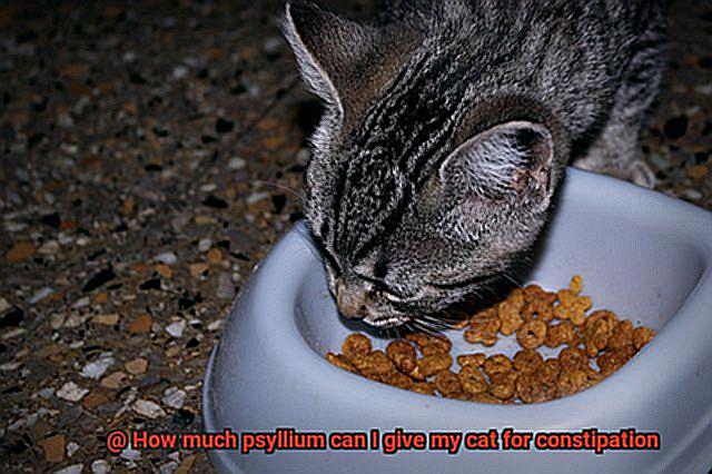 How much psyllium can I give my cat for constipation-4