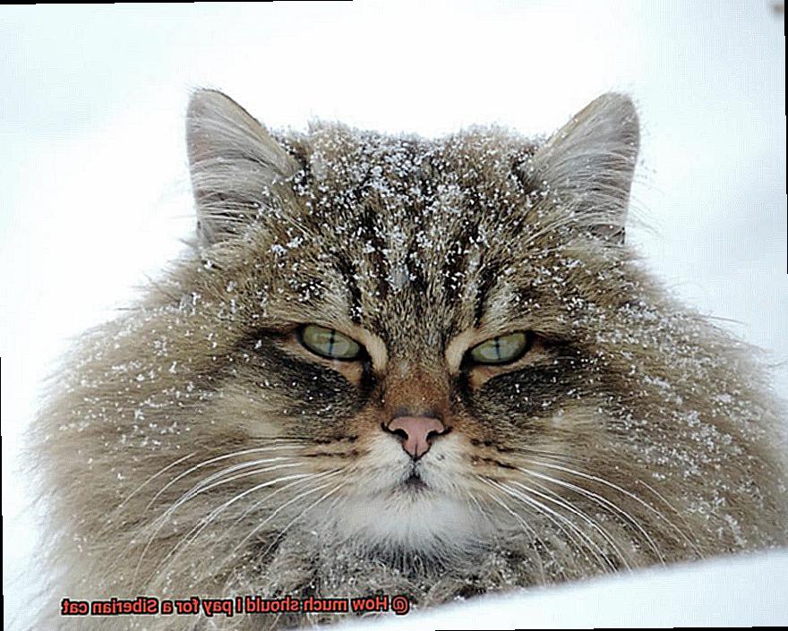 How much should I pay for a Siberian cat-3