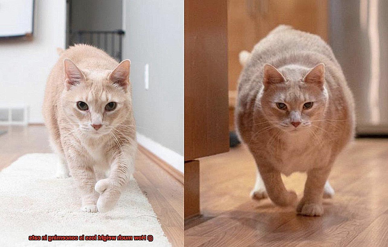 How much weight loss is concerning in cats-3