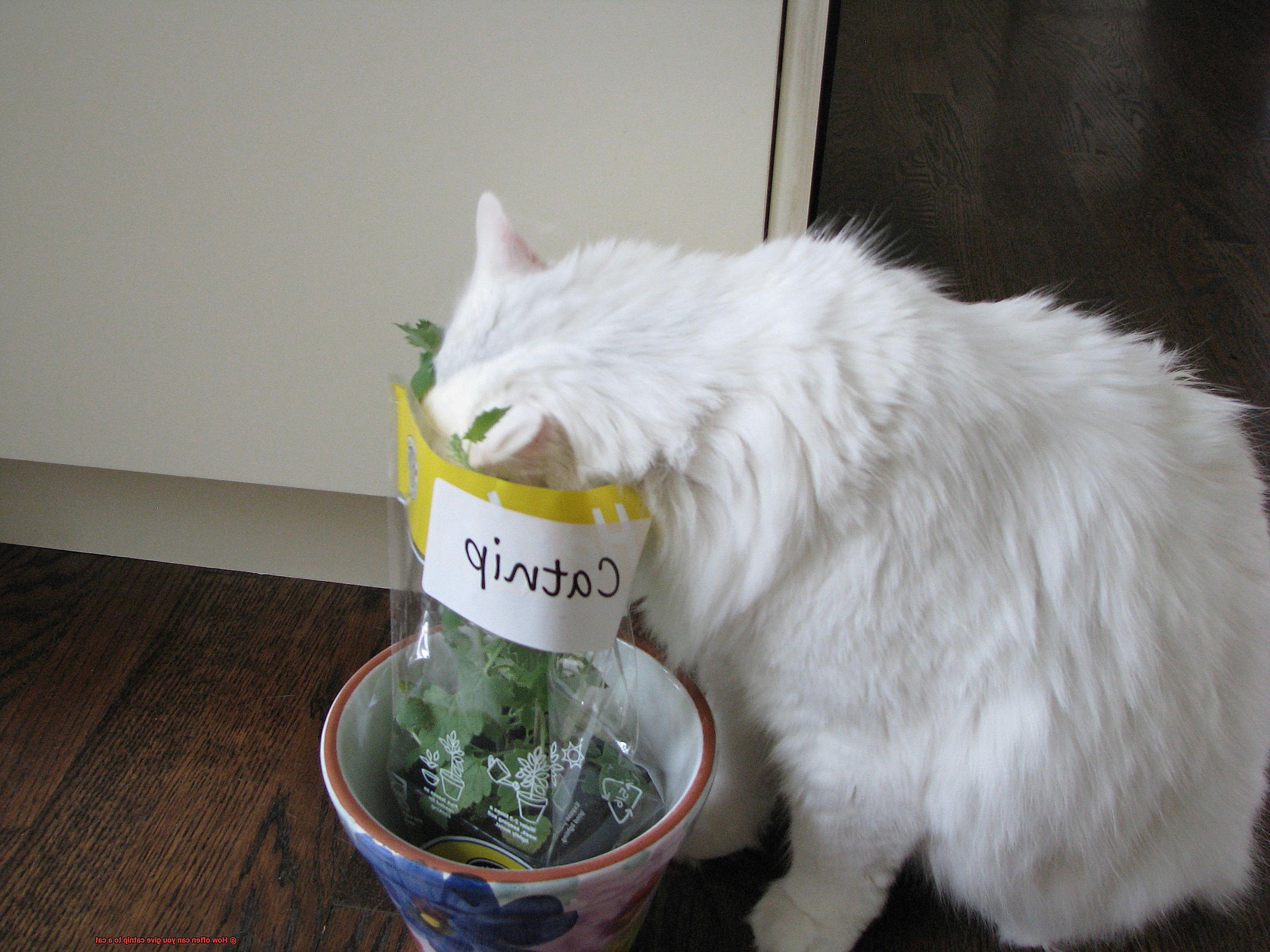 How often can you give catnip to a cat-2