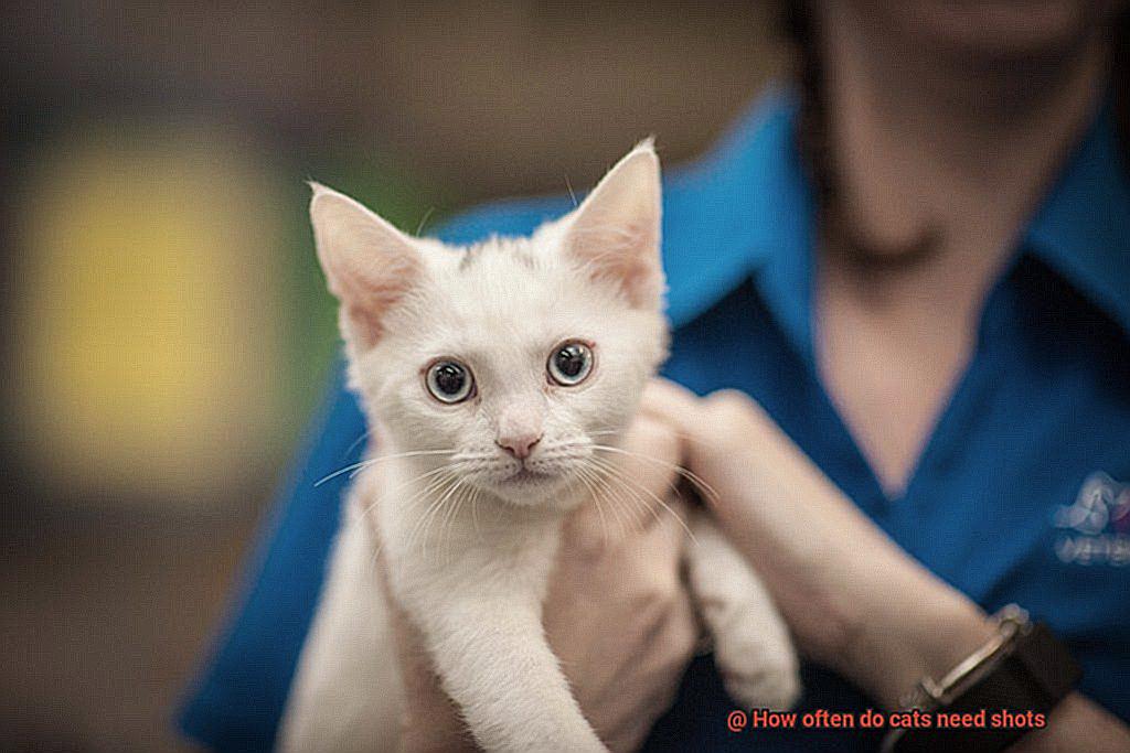 How often do cats need shots-4