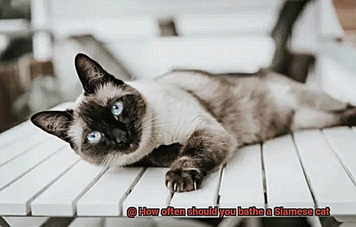 How often should you bathe a Siamese cat-4
