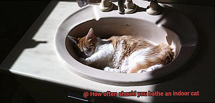 How often should you bathe an indoor cat-2