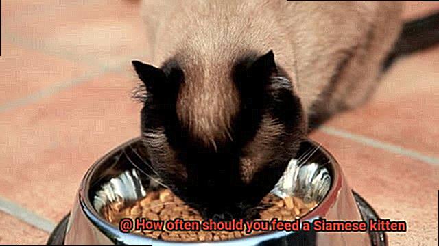 How often should you feed a Siamese kitten-4