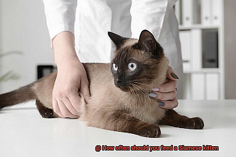 How often should you feed a Siamese kitten-5
