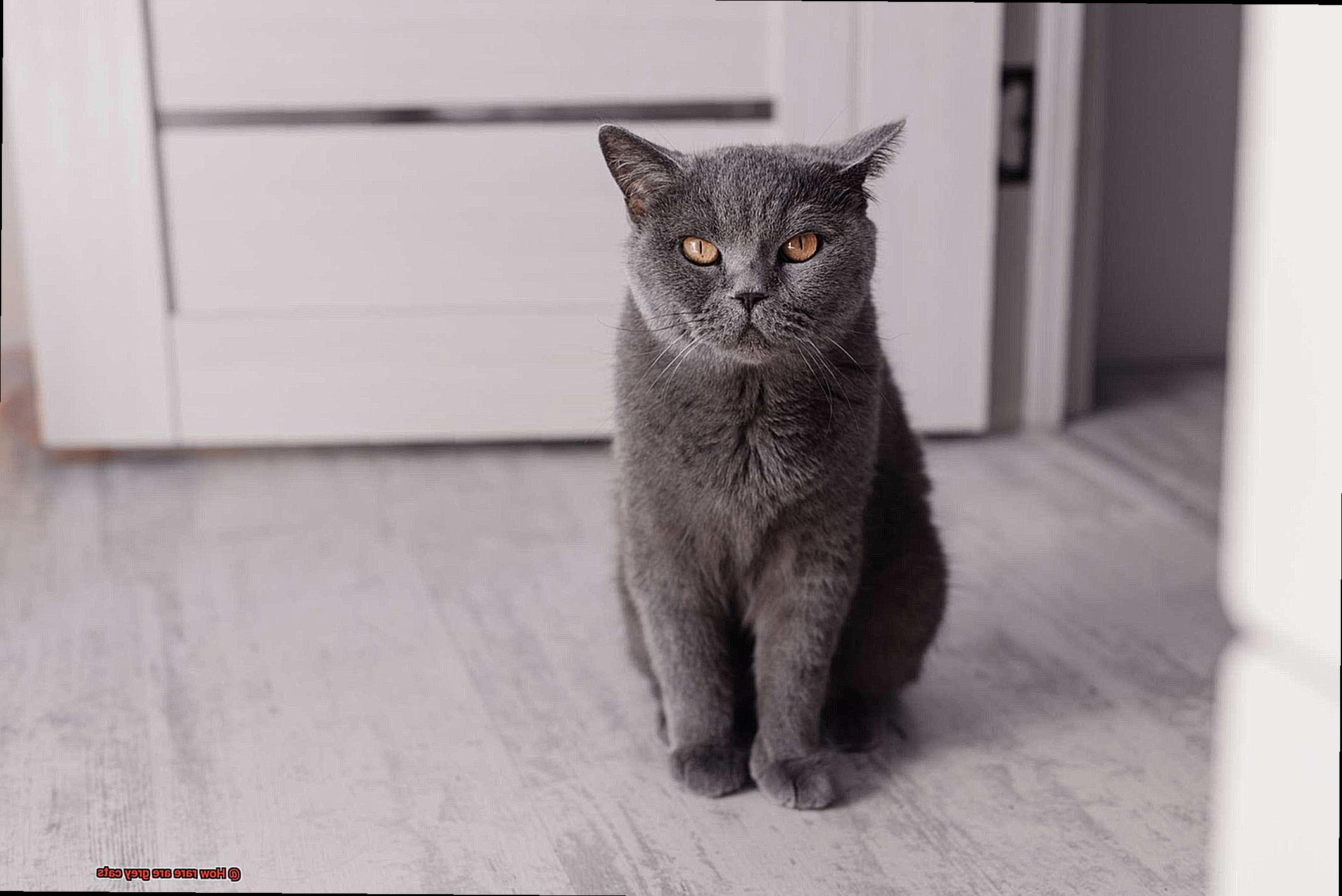 How rare are grey cats-2