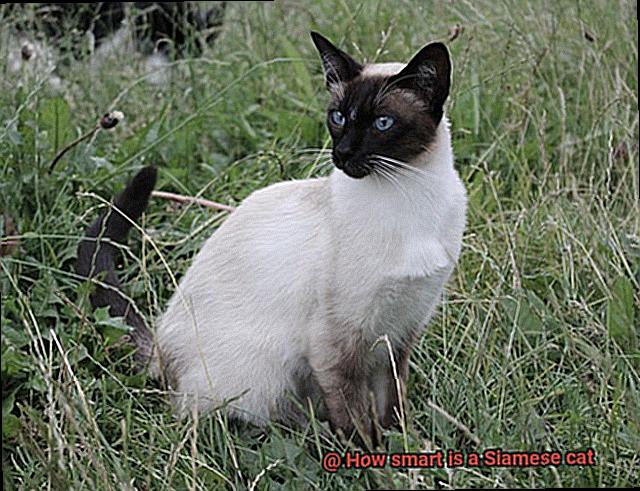 How smart is a Siamese cat-3