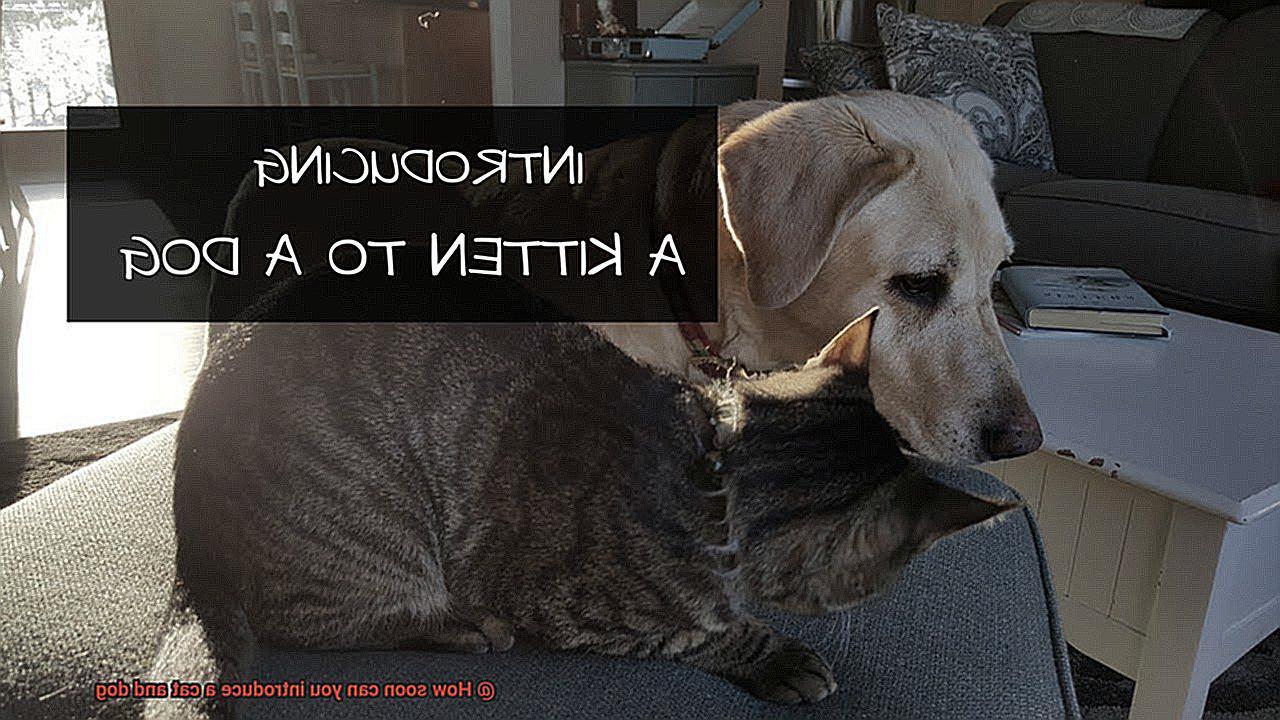 How soon can you introduce a cat and dog-2