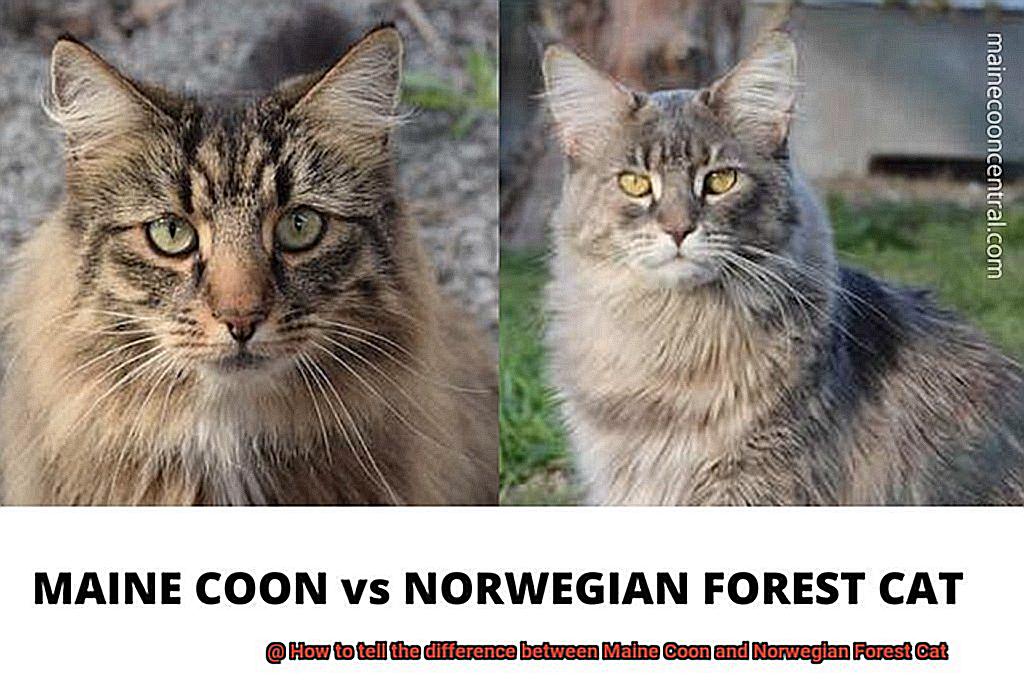 How to tell the difference between Maine Coon and Norwegian Forest Cat-2