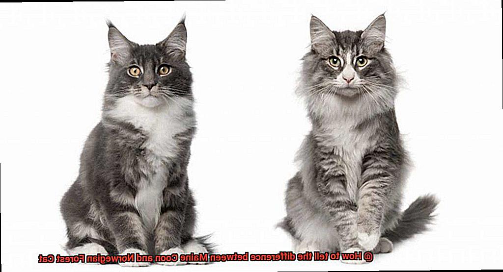 How to tell the difference between Maine Coon and Norwegian Forest Cat-4